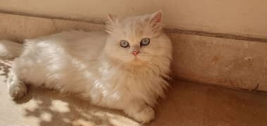 Persian triple coat female