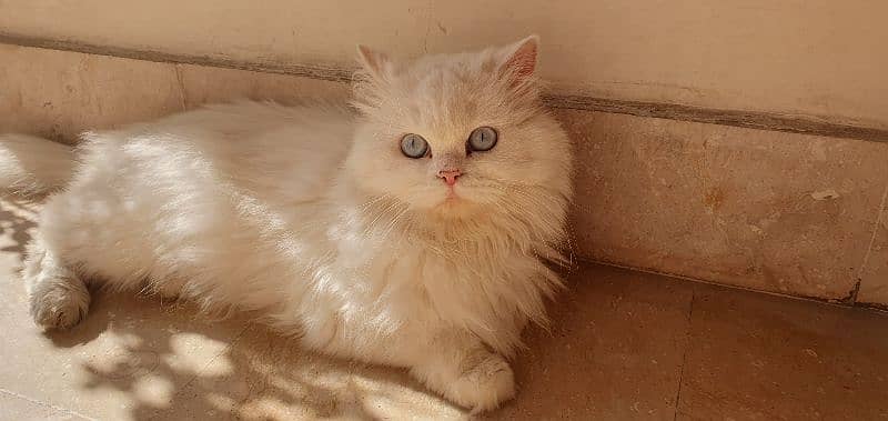 Persian triple coat female 0