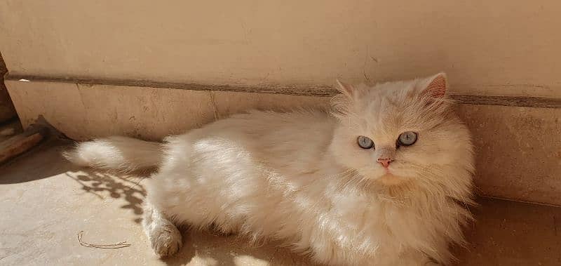 Persian triple coat female 1