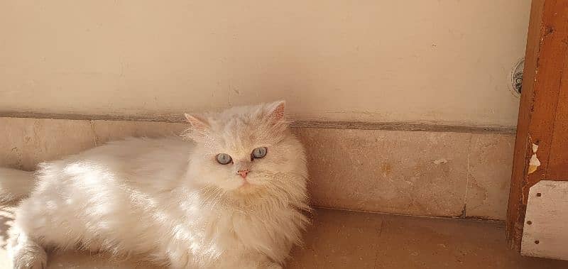 Persian triple coat female 2