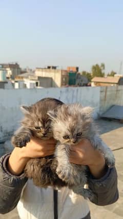 persian kitten