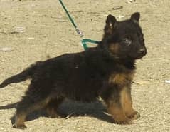 available long cote german female puppy