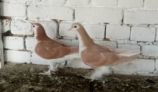 Sherazi Pigeon Fancy Kabootar pair