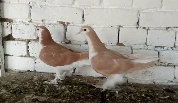 Sherazi Pigeon Fancy Kabootar pair 0