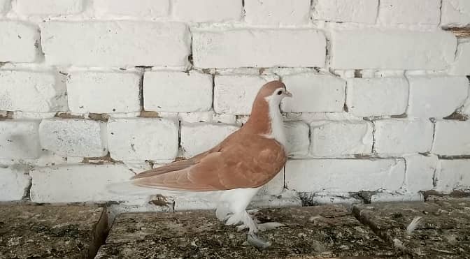 Sherazi Pigeon Fancy Kabootar pair 1