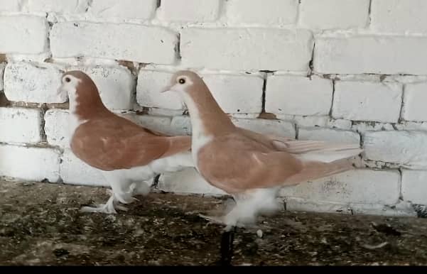 Sherazi Pigeon Fancy Kabootar pair 3