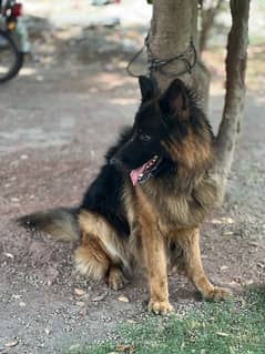 German Shepherd Male Dog Pure Breed