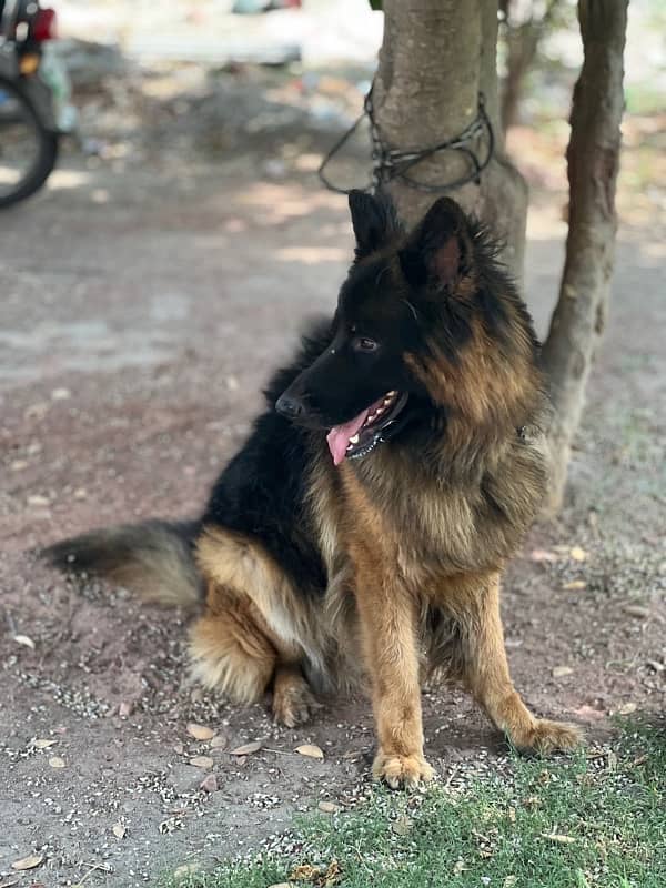 German Shepherd Male Dog Pure Breed 0