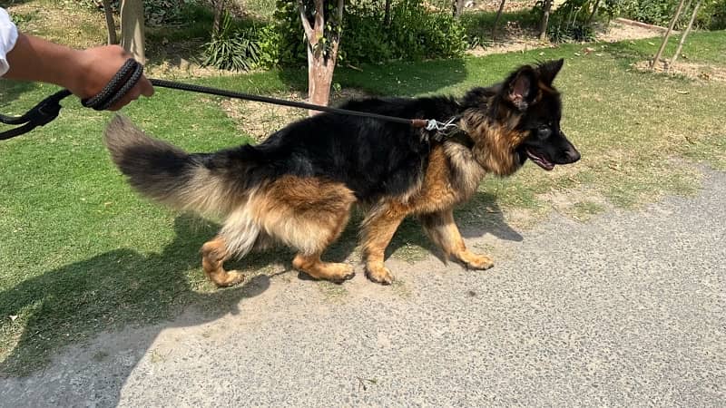 German Shepherd Male Dog Pure Breed 6