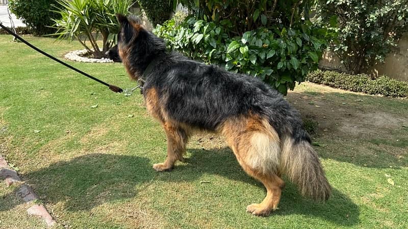 German Shepherd Male Dog Pure Breed 7