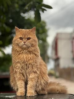 Persian brown male cat triple coated