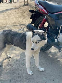 Siberian Husky