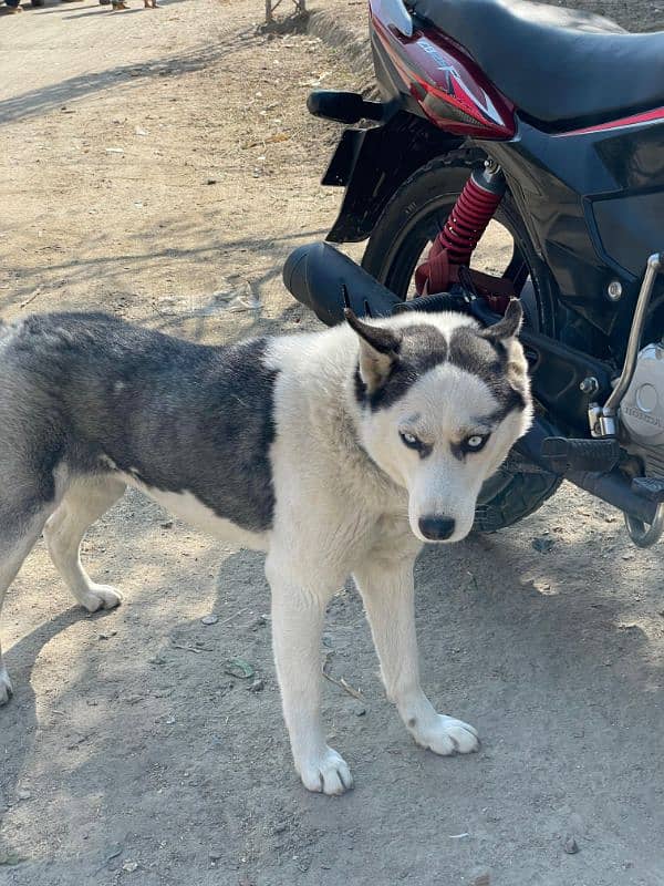 Siberian Husky 1