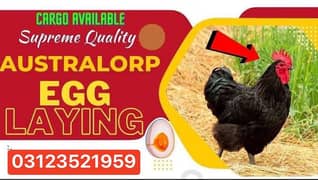 Australorp for sale in Karachi