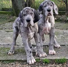 Show class high quality Great Dane puppies available