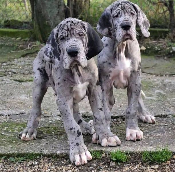 Show class high quality Great Dane puppies available 0