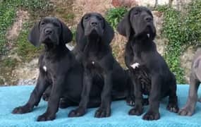 Great Dane puppies available