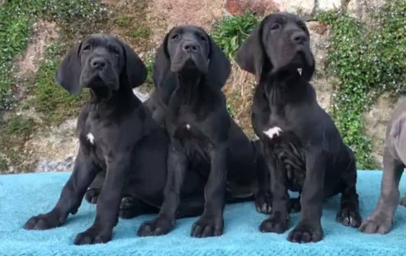 Show class high quality Great Dane puppies available 1