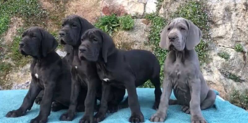 Show class high quality Great Dane puppies available 2