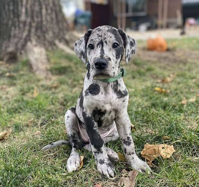 Show class high quality Great Dane puppies available 3