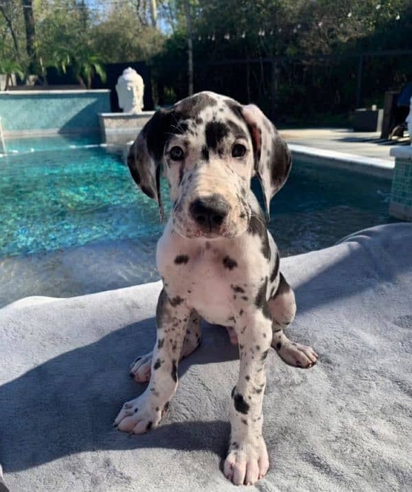 Show class high quality Great Dane puppies available 4