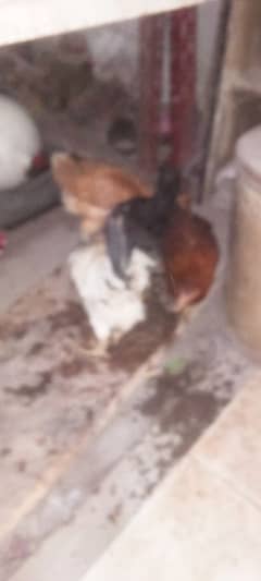 Seeling my 4 hen aik murgha 3 murghi