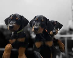 Doberman Puppy available