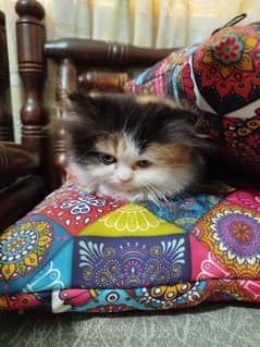 Persian/triple coat