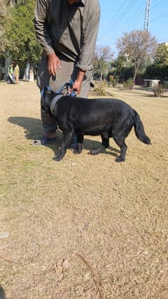 Beautiful shining labrador black