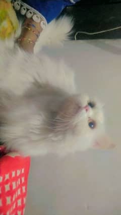 Persian cat for sale