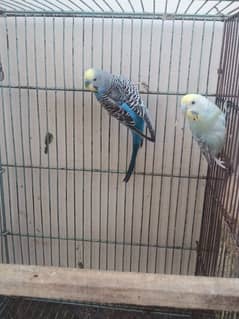 BUDGIES AND COCKTAIL PAIR