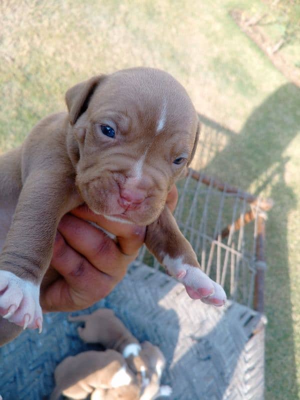 pitbull terrier puppies 2