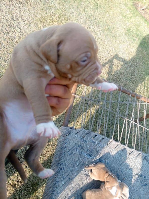 pitbull terrier puppies 3