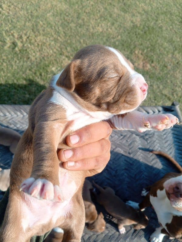 pitbull terrier puppies 4