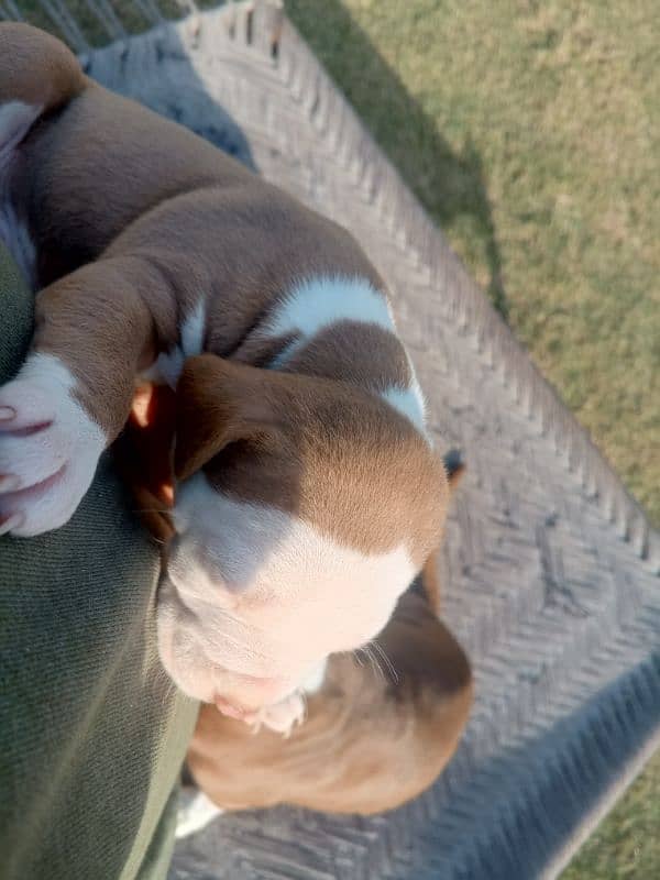 pitbull terrier puppies 5