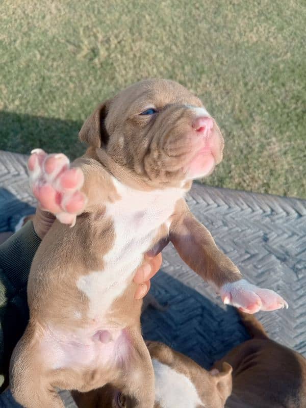 pitbull terrier puppies 6