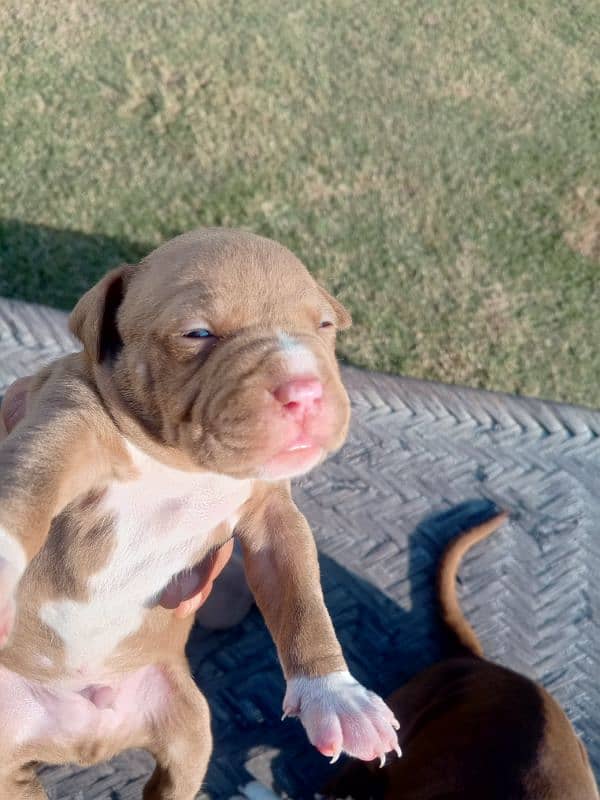 pitbull terrier puppies 7