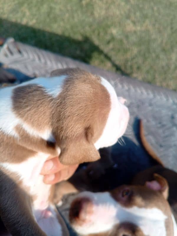 pitbull terrier puppies 8