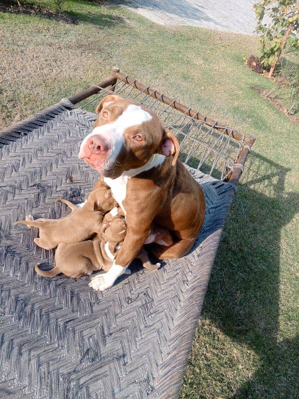 pitbull terrier puppies 9