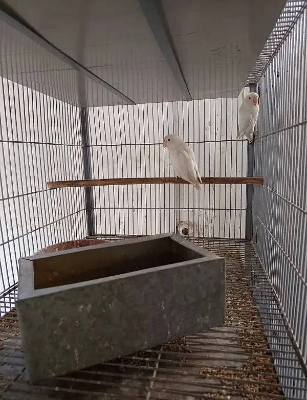 Albino black eyes breeder pairs 0312. . 4623. . 645 what 0