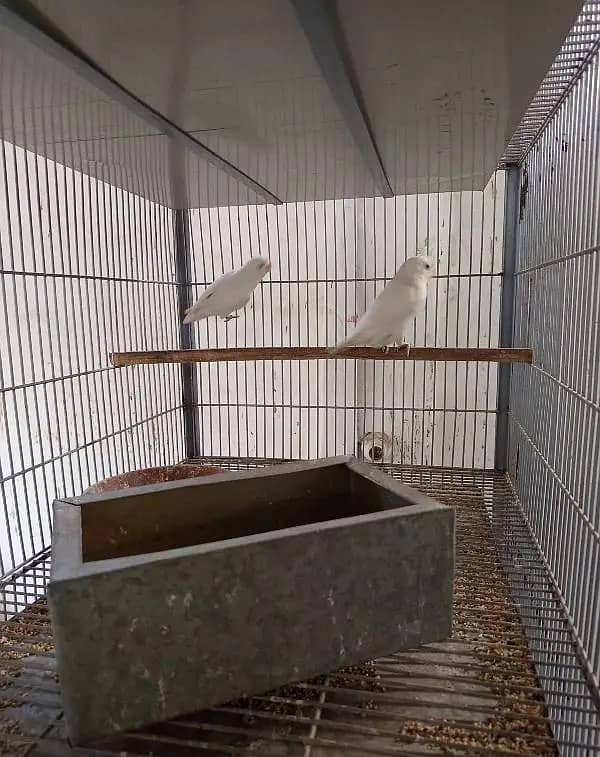 Albino black eyes breeder pairs 0312. . 4623. . 645 what 1