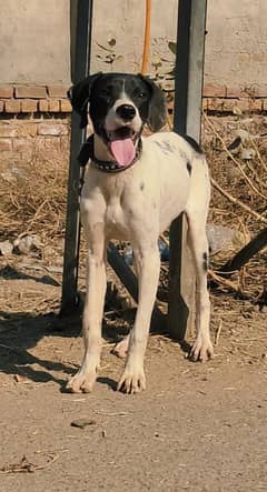 pointer pevar Mel show class for sale age 4 month all Pakistan deliver