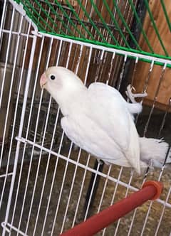 Albino Black Eyes Female