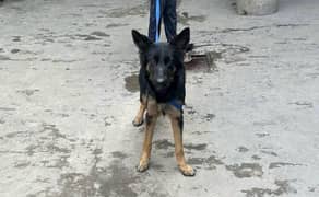 Double coat pair of German Shepherd 6 month age