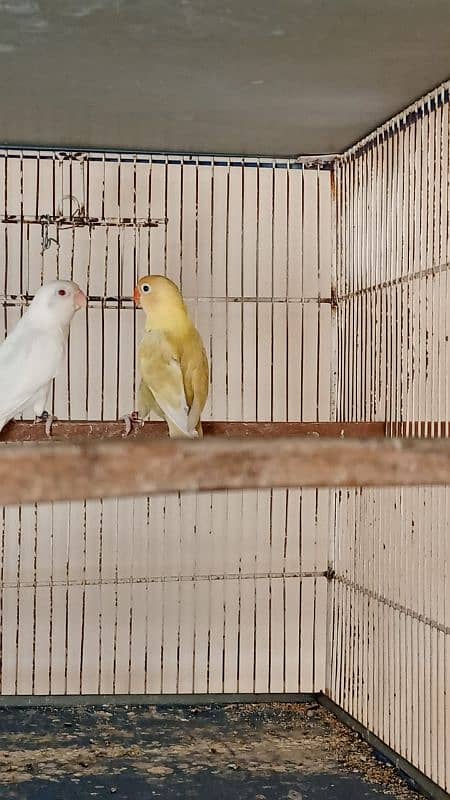 PARBLUE PASTEL INO/ALBINO RED EYE DNA BREEDER PAIR 0