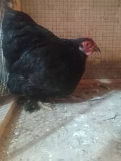 bantam