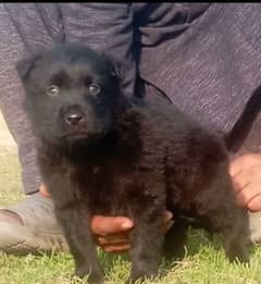 Balck Shepherd German long coat male for sale