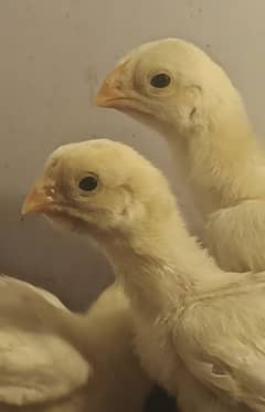 Indian parrot chicks pure