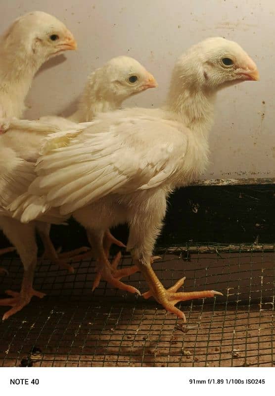 Indian parrot chicks pure 1