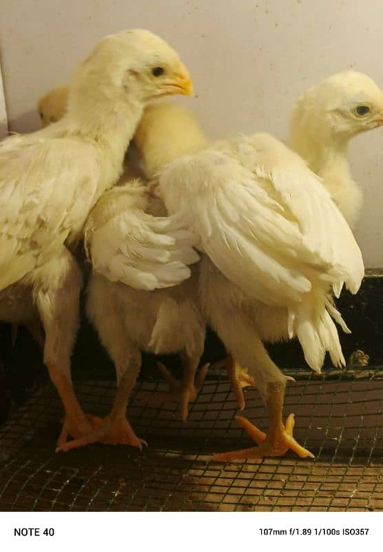 Indian parrot chicks pure 2